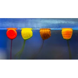 HALDORADO TORNADO Wafter Mango 12mm HALDORADO - 1 2