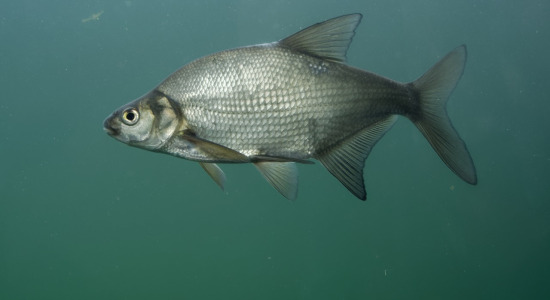 Hunting bream in spring - use the potential of method feeder!