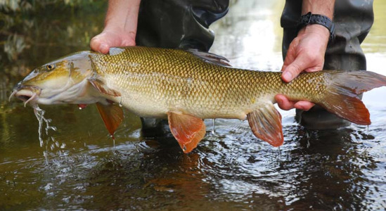 How to fish barbel on feeder?