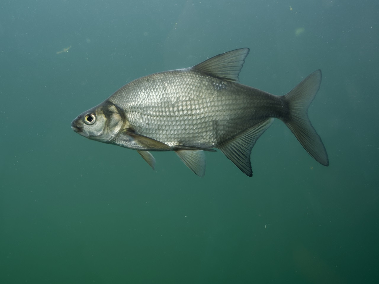 Hunting bream in spring - use the potential of method feeder!