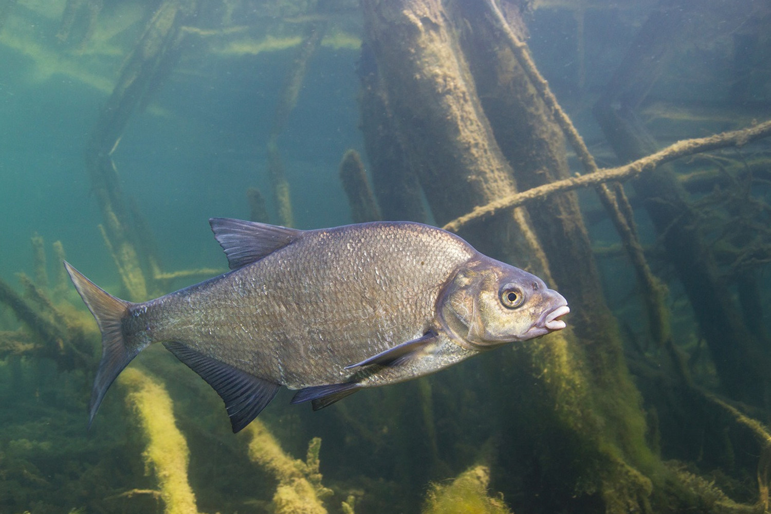 Ground set for bream - a guide for beginners