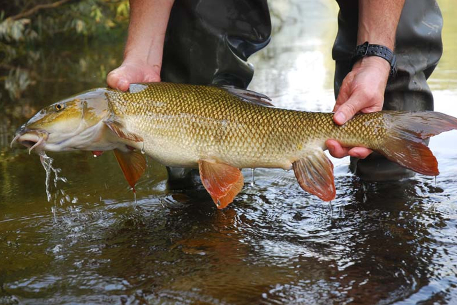 How to fish barbel on feeder?